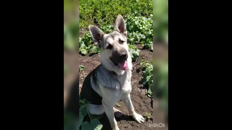 Ларс из Богородицкого