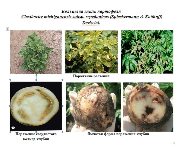 Сайт ФГБУ ВНИИЗЖ