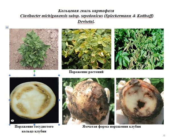 Кольцевая гниль. - Кольцевая гниль Clavibacter Michiganensis картофеля. Кольцевая гниль картофеля возбудитель. Бактериальная гниль картофеля. Бактериальная Кольцевая гниль картофеля ВНИИКР.