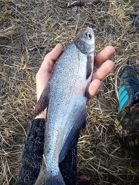 Рыбалка — Пра, Рязанская область, 55.077, 40.209