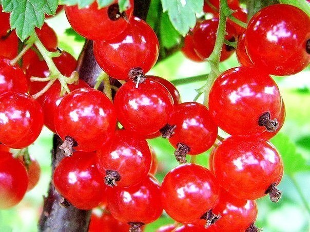 КРАСНАЯ СМОРОДИНА: СОВРЕМЕННЫЕ СОРТА! Уникальные декоративные, вкусовые и лечебные свойства мы склонны чаще искать в заморских ягодах и фруктах, чем в тех, которые знакомы нам с самого детства.