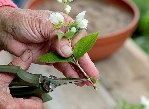 РАЗМНОЖЕНИЕ ЧУБУШНИКА ЧЕРЕНКАМИ Бывая в гостях у знакомых во время цветения чубушника (садового жасмина), вы наверняка встречаете интересные сорта, которые хотелось бы посадить и вам. Завести у