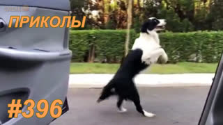 Приколы апрель 2019 №396