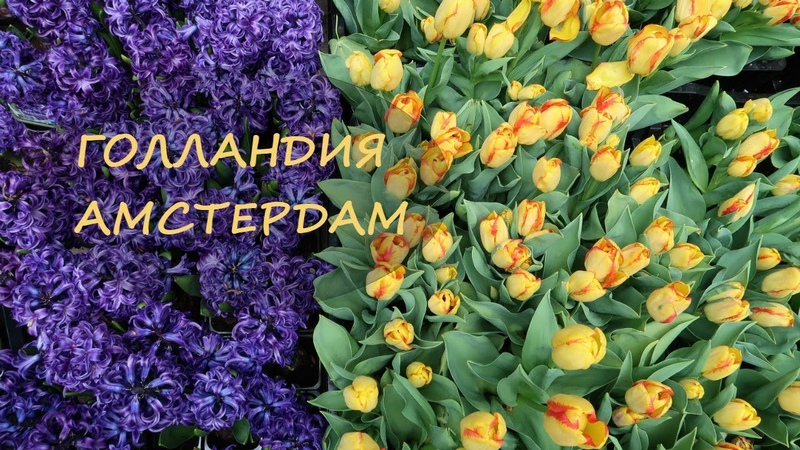 АМСТЕРДАМТРИП ПО НИДЕРЛАНДАМ