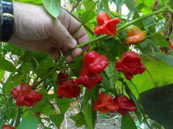 Перец красный колокольчик посадка и уход Многие даже не представляют, как выглядит Красный колокольчик, как его сажать и что с ним потом делать. Многие просят написать об этом подробно.Итак,