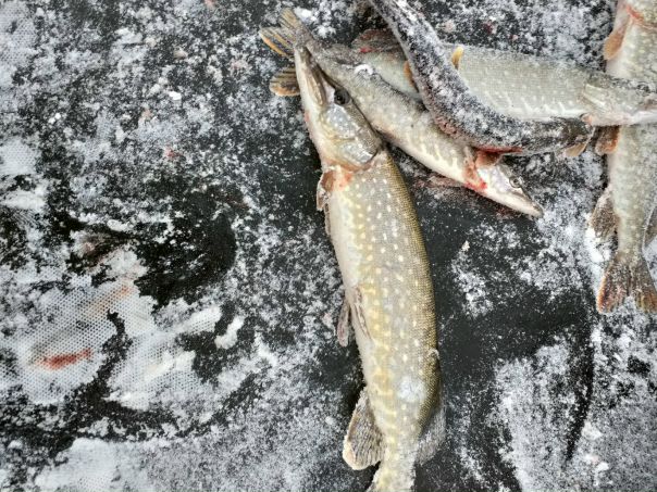 Рыбалка — Истринское водохранилище, Московская область, 56.066, 36.885