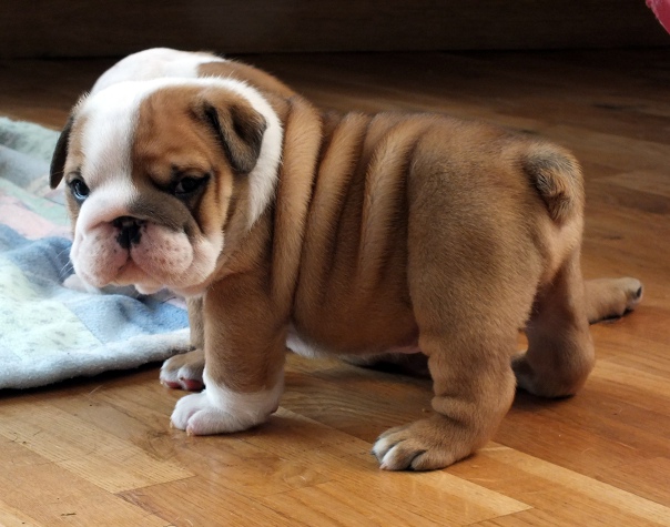 Английский бульдог фото щенки