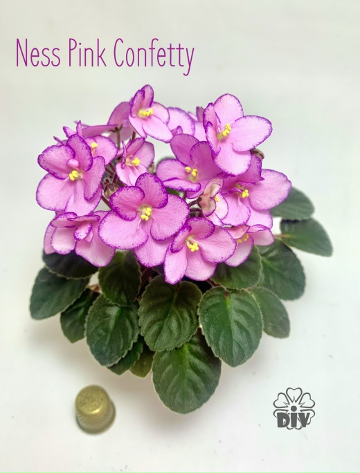 Virtual Violet :: Просмотр темы - Ness' Pink Confetti (D.Ness)