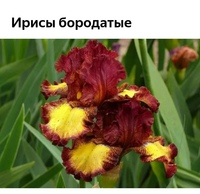 Сорта ирисов. Ирис бородатый йес. Ирис бахромчатый. Ирис сорт Сударушка. Ирис бородатый (Iris sibirica).
